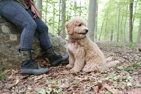 蓬松的棕褐色涂鸦狗坐在森林的主人脚上，准备远足“width=