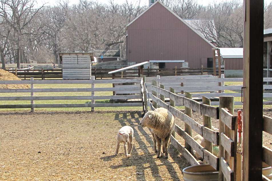 传统农场围栏里的羊