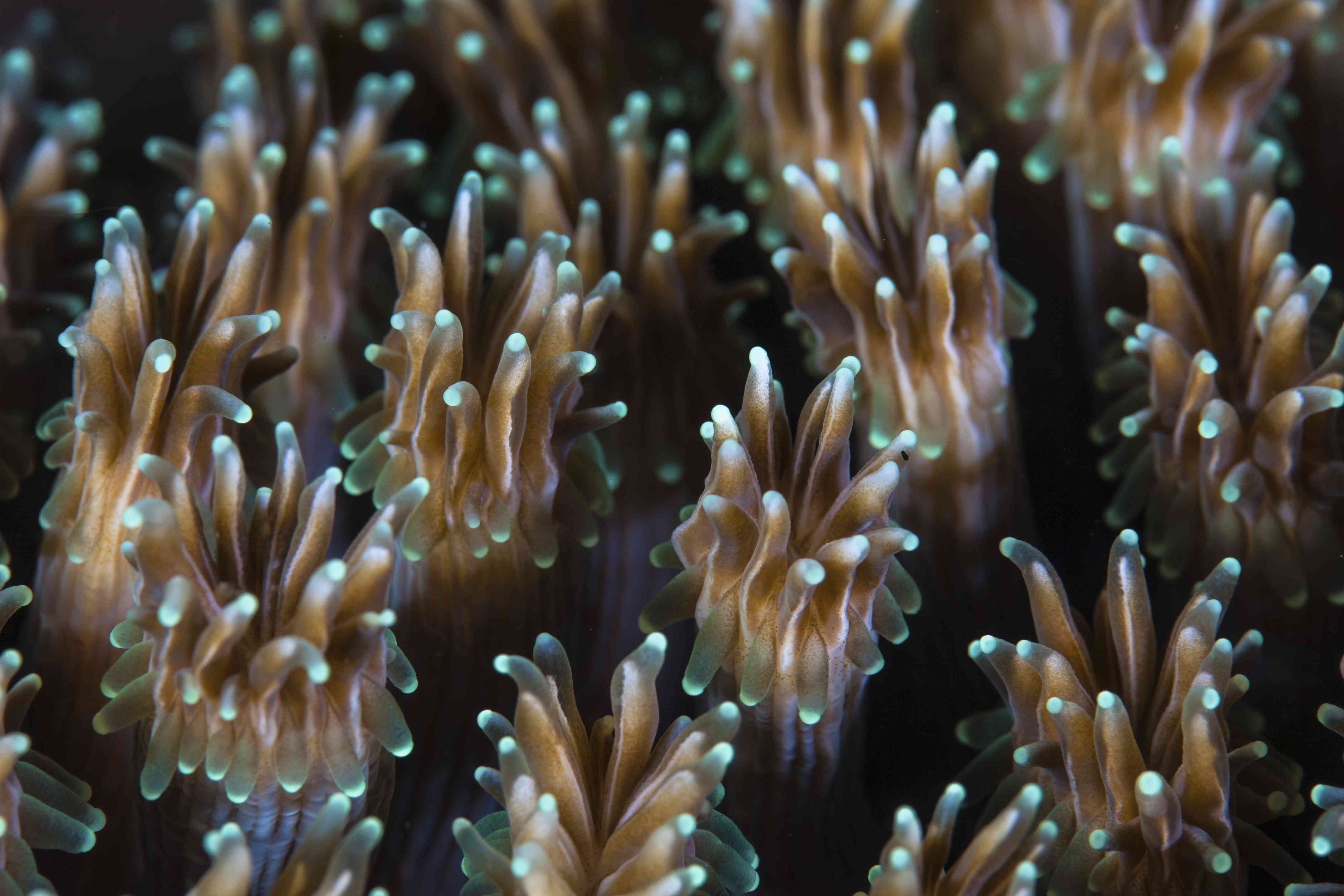 在印度尼西亚的珊瑚礁上生长着一个盖拉西亚珊瑚群落的珊瑚虫。＂width=