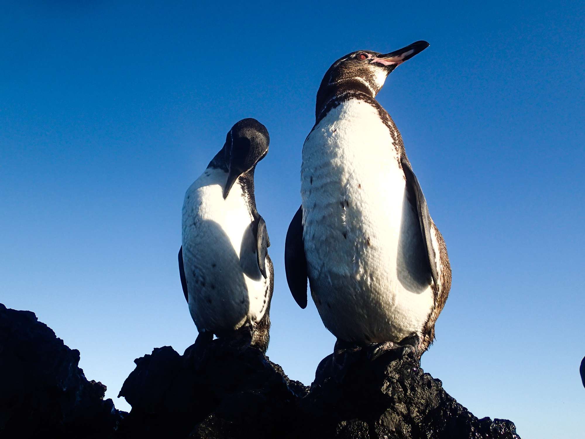 一对加拉帕戈斯企鹅站在岩石上俯瞰美丽的蓝天。