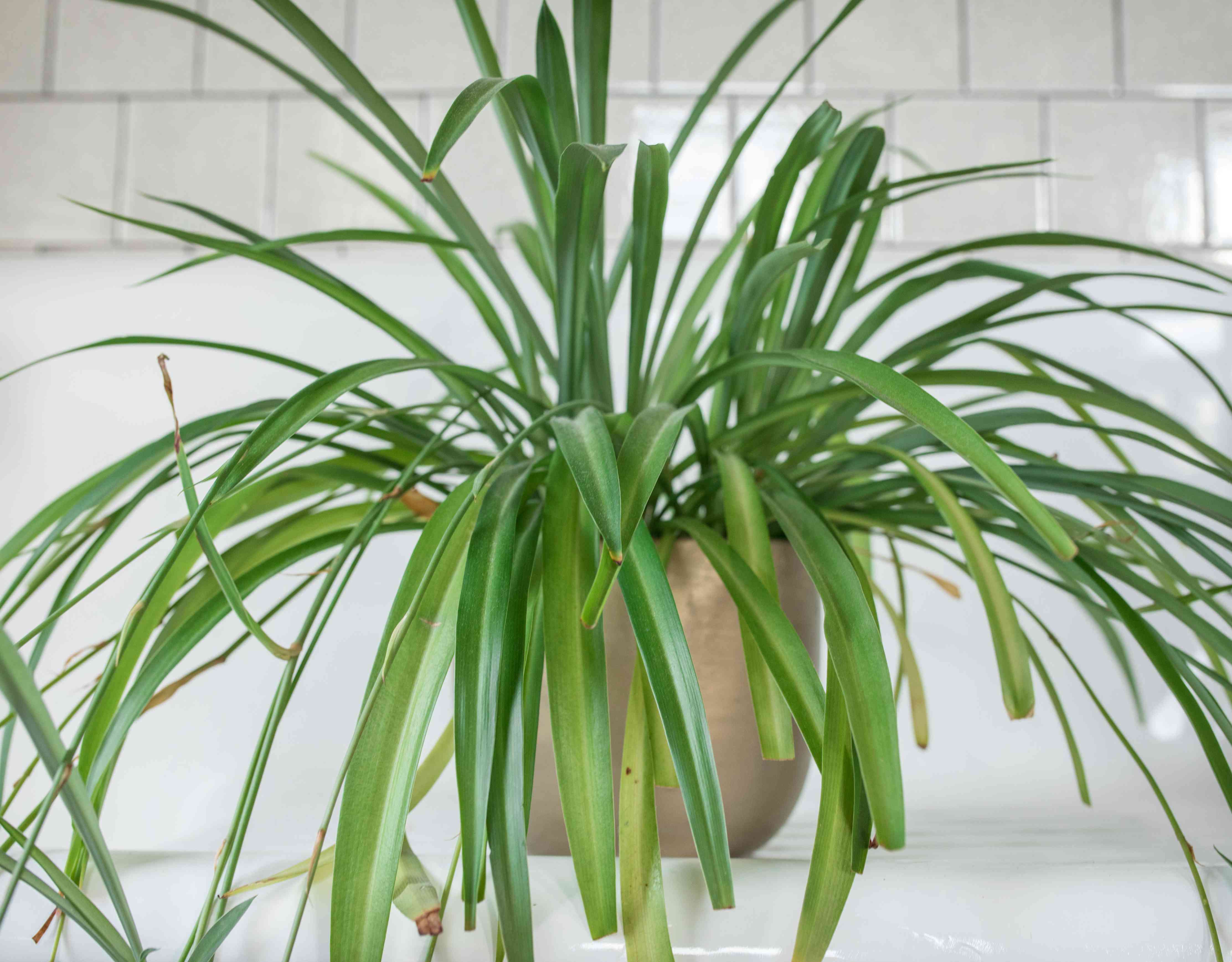 白色瓷砖浴室的金属容器中的大型蜘蛛植物＂width=