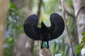 雄维多利亚步枪鸟展示羽毛