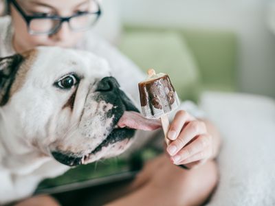 斗牛犬舔冰棒棍上的冷冻治疗。