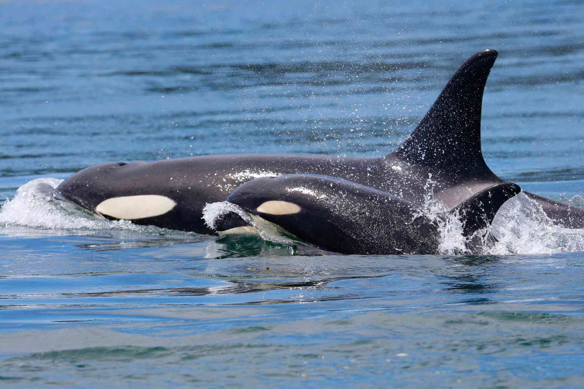 母亲和婴儿逆戟鲸并排游泳
