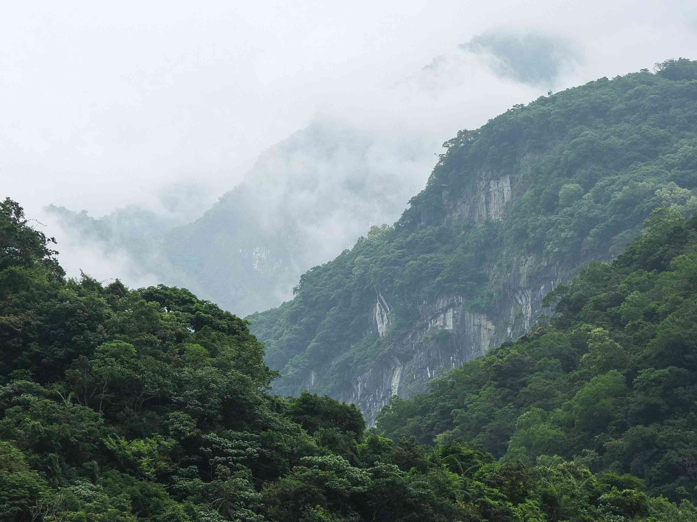 高山和悬崖被绿色的森林覆盖，被雾遮蔽