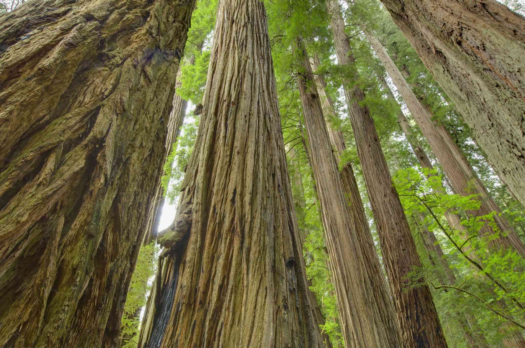 美国加利福尼亚州，杰迪戴亚·史密斯红杉州立公园Stout Grove的古代红杉(红杉)