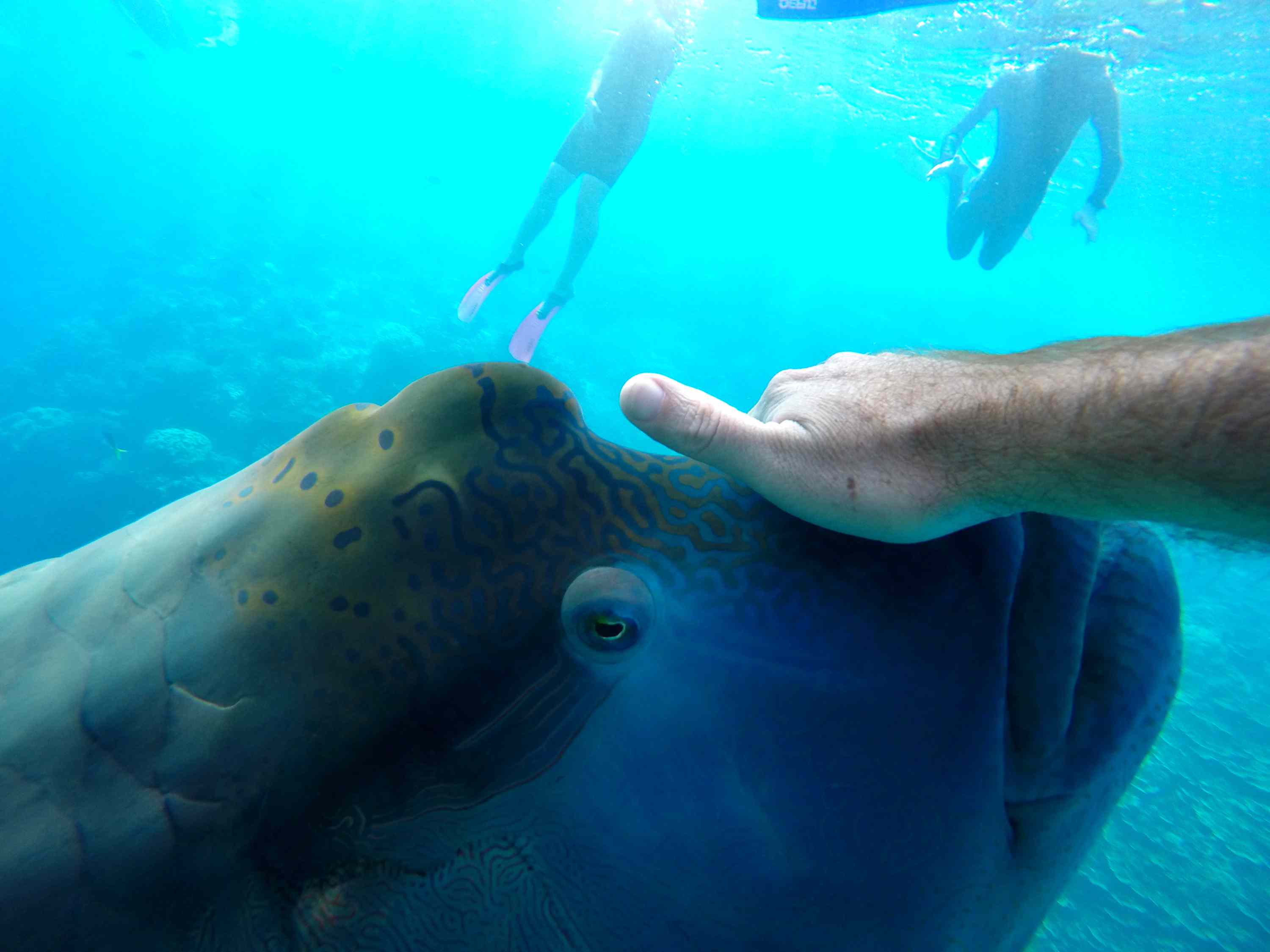 潜水员接触Humphead wrasse“width=