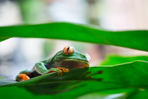 哥斯达黎加五颜六色的青蛙