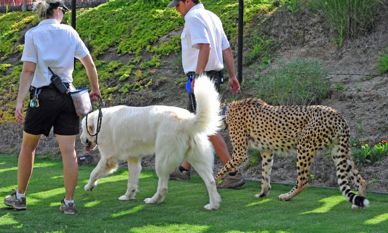 猎豹Shiley (Acinonyx jubatus)和他的狗伴侣，安纳托利亚牧羊犬Yeti摄于加利福尼亚州埃斯孔迪多圣地亚哥动物园野生动物园