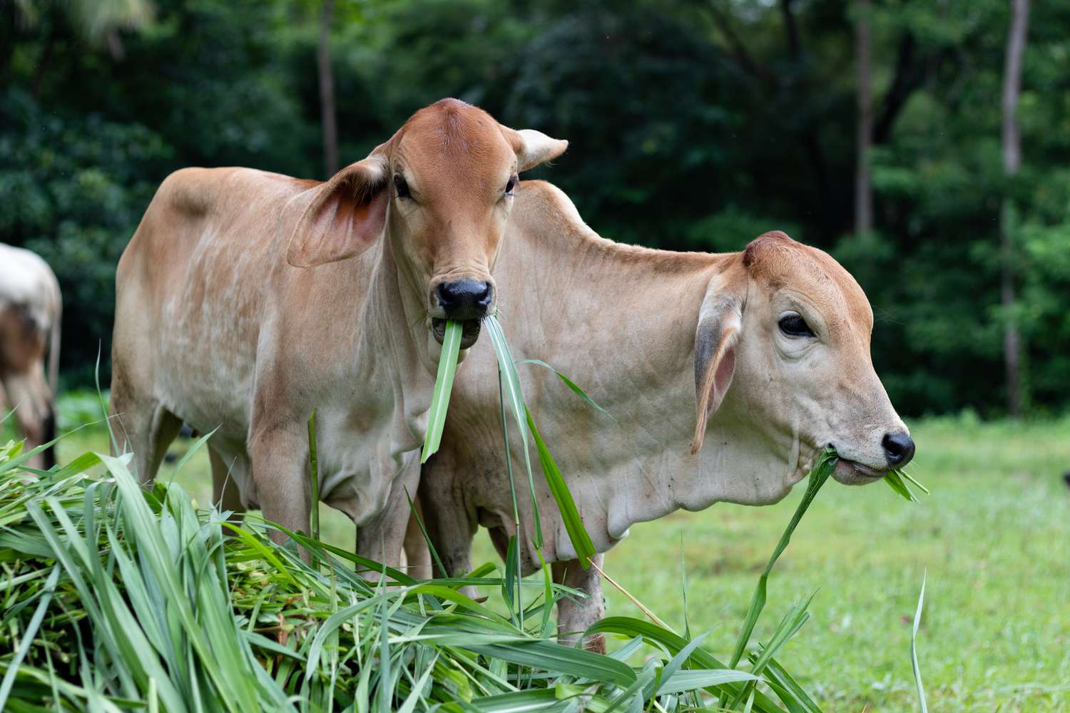 棕色的泰国奶牛在开阔的田野上嚼着长长的草叶