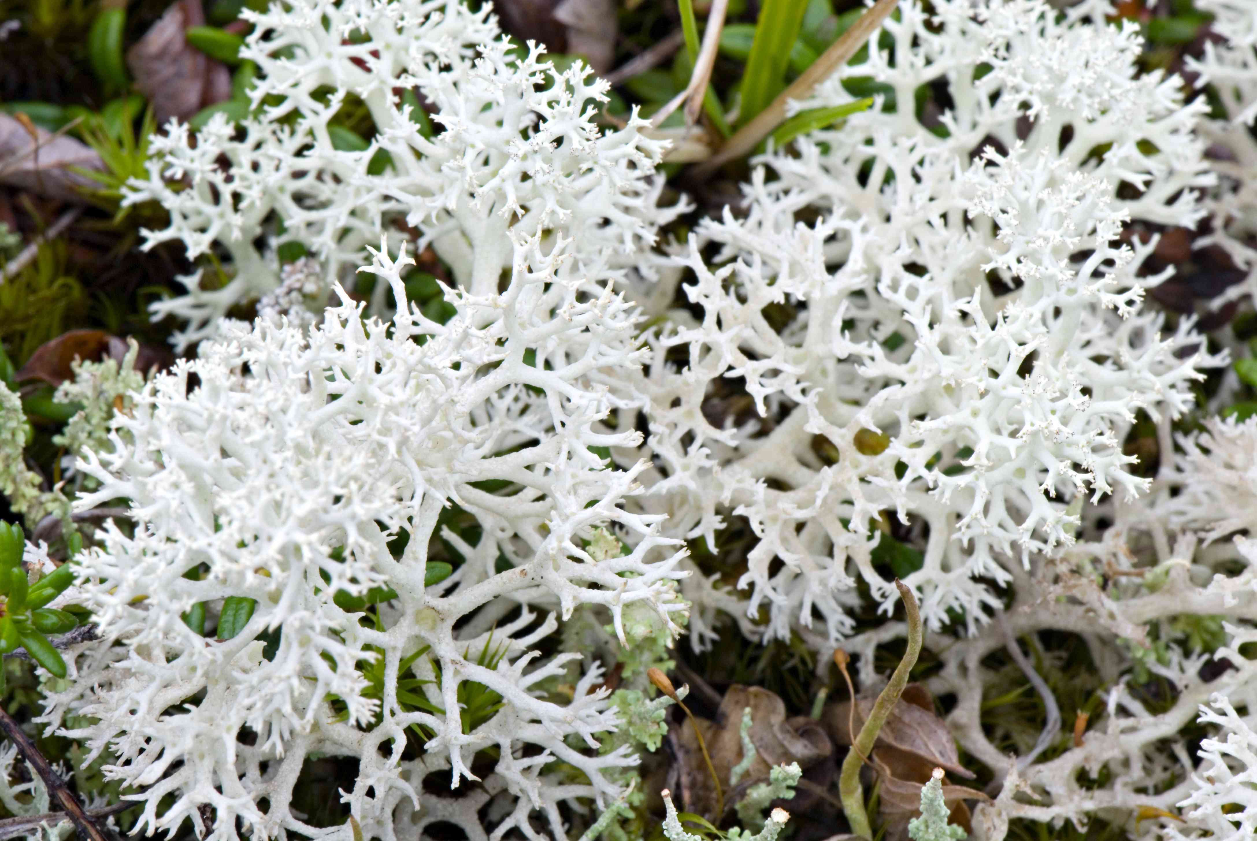 驯鹿地衣(Cladonia rangiferina)＂width=