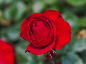微距单株血红色玫瑰，背景模糊＂width=