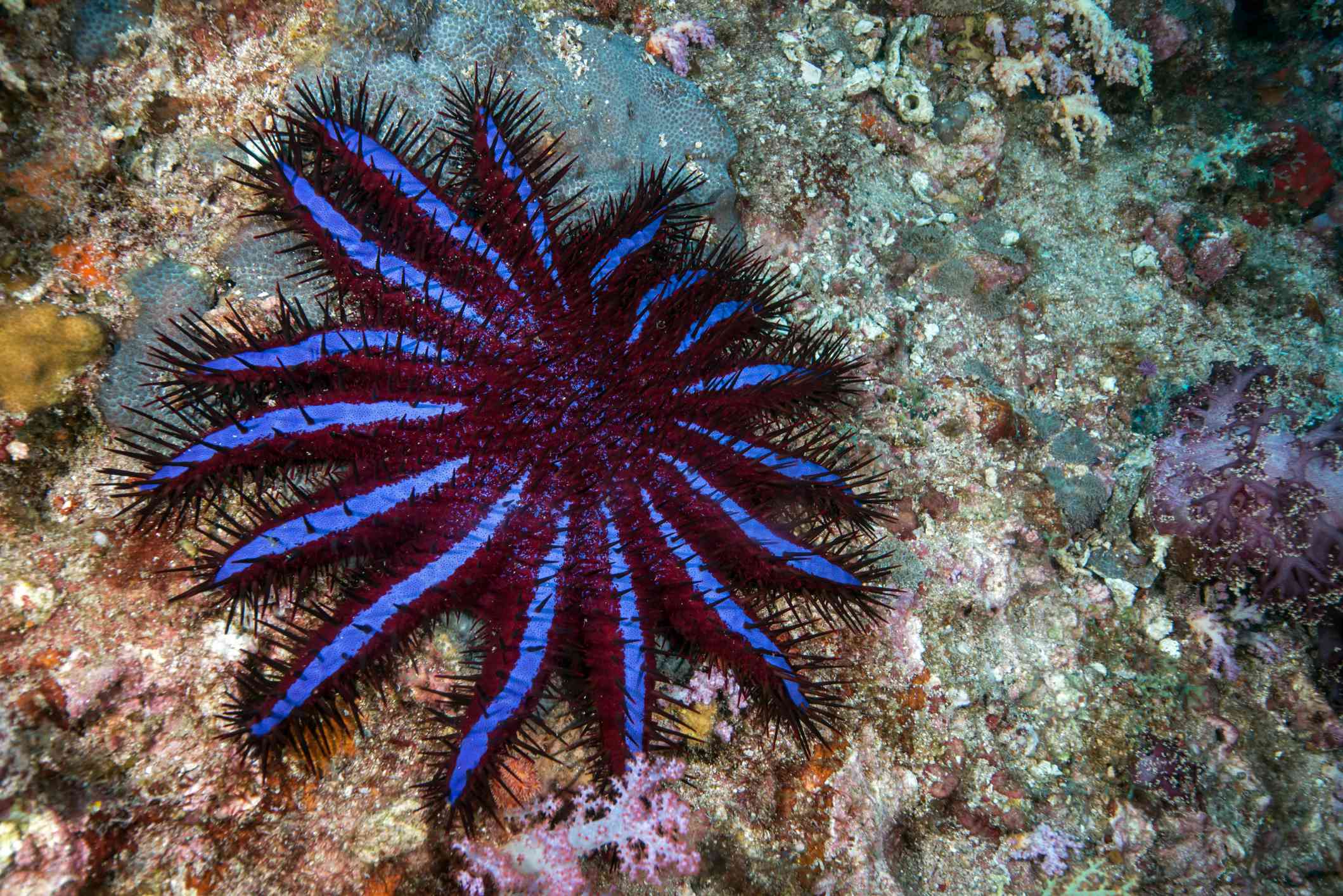 以珊瑚为食的棘冠海星＂width=