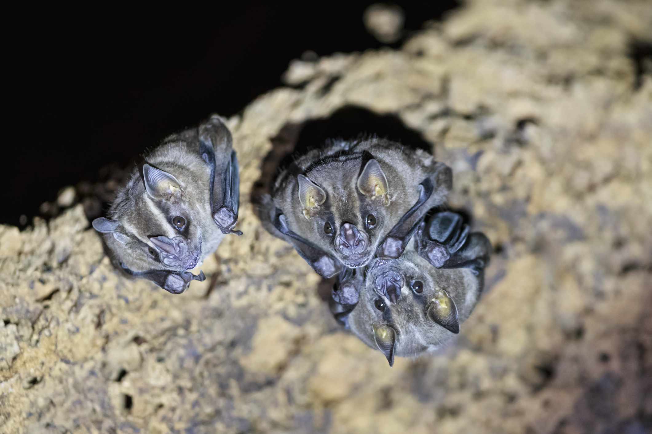 秘鲁马努国家公园的吸血蝙蝠＂width=