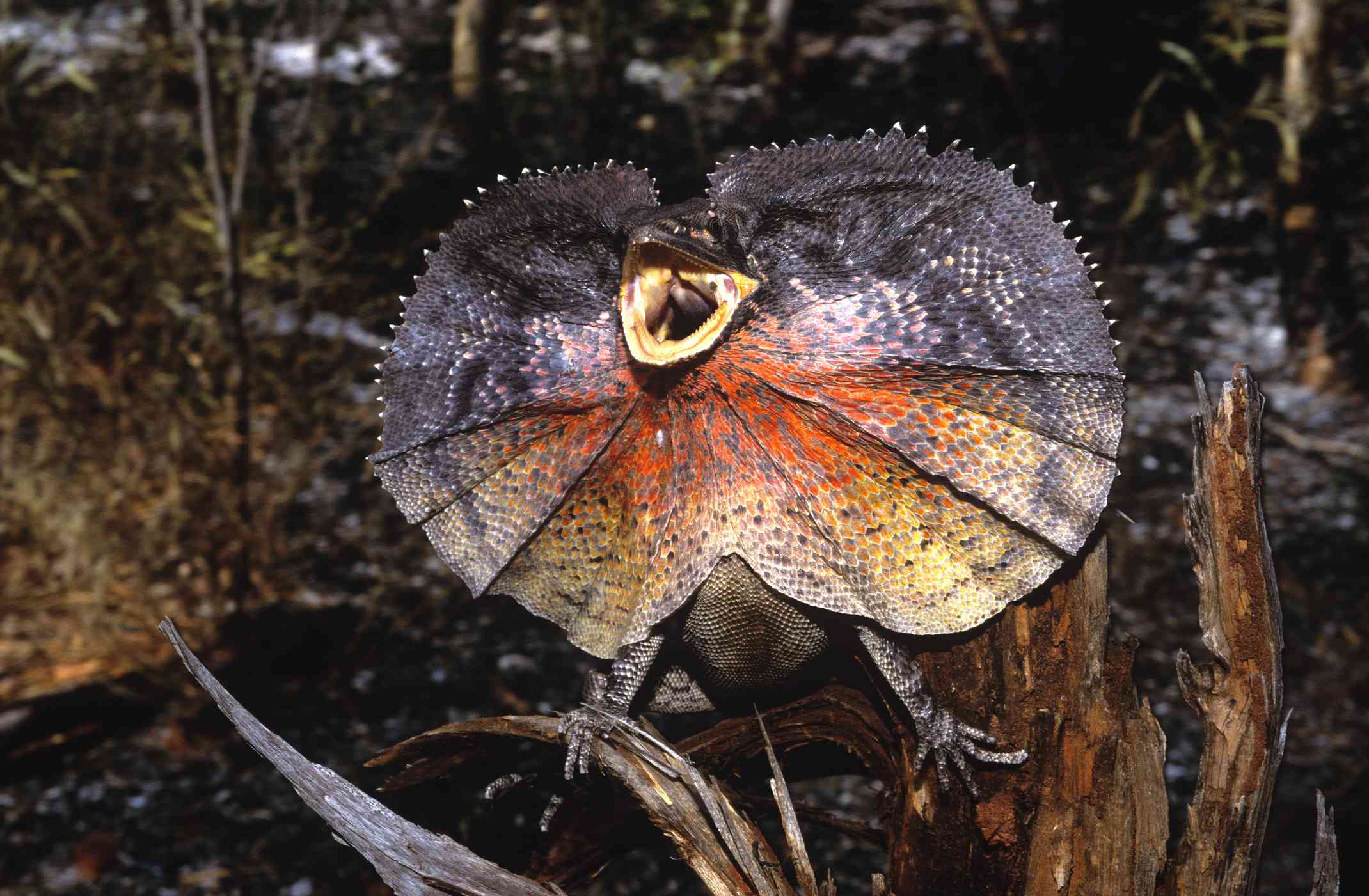 皱褶颈蜥蜴站在树桩上，展开皱褶，露出橙色和黄色的鳞片＂width=