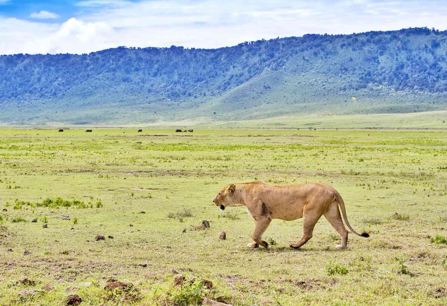 一头母狮在恩戈罗恩戈罗火山口狩猎