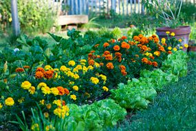 生菜和万寿菊一起种在花园的花圃里