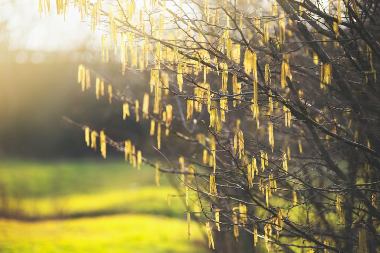 春天的自然背景与令人惊叹的alder catkin绽放