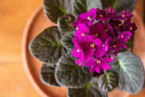盛开的深紫色非洲紫罗兰在餐桌上的室内植物的俯瞰＂width=