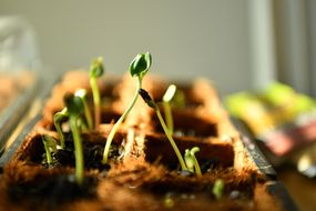 Seedlings growing in brown carton in sunlight