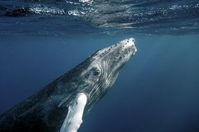 一头座头鲸在水下的侧影。＂width=