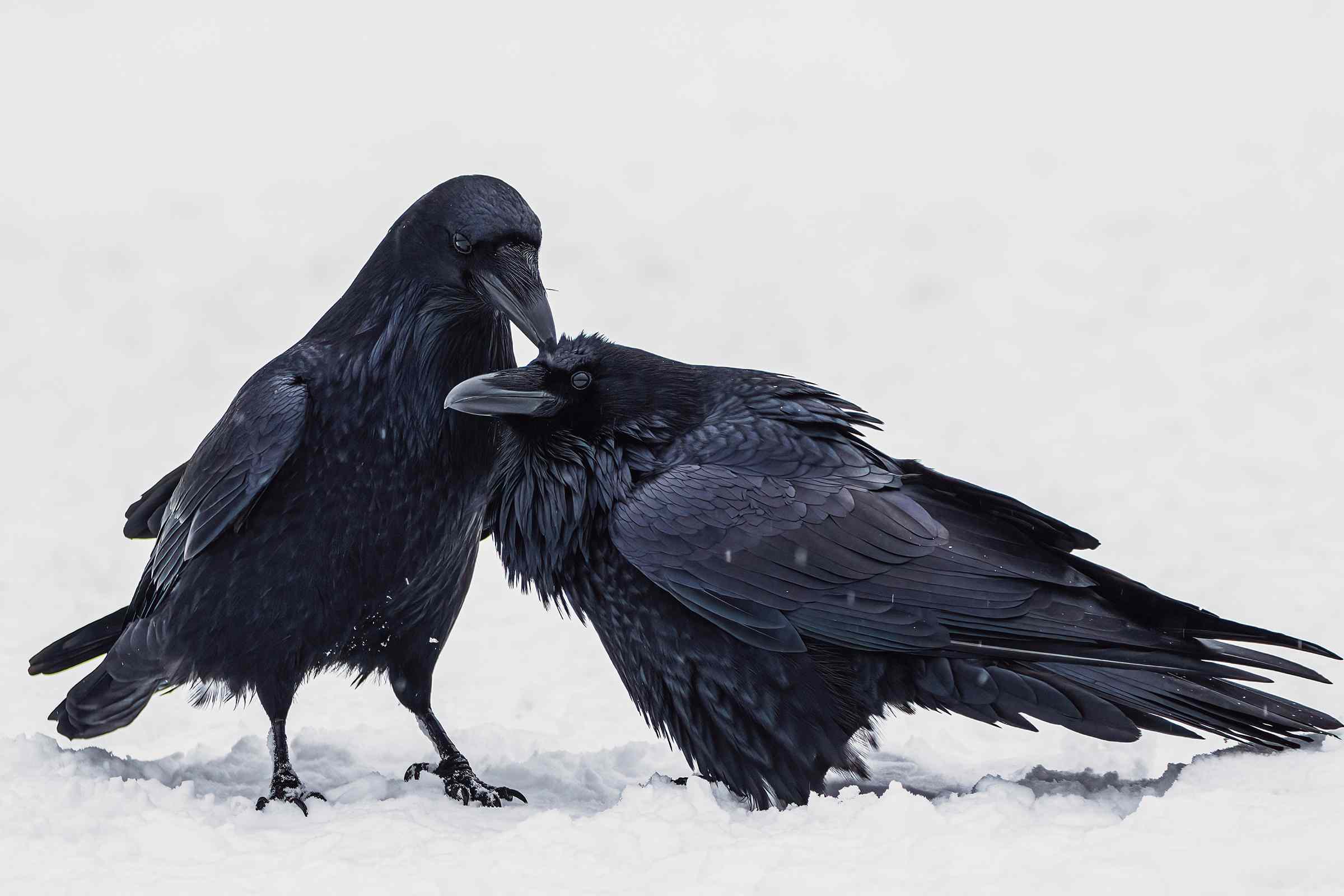 两只普通的乌鸦在雪地里＂width=