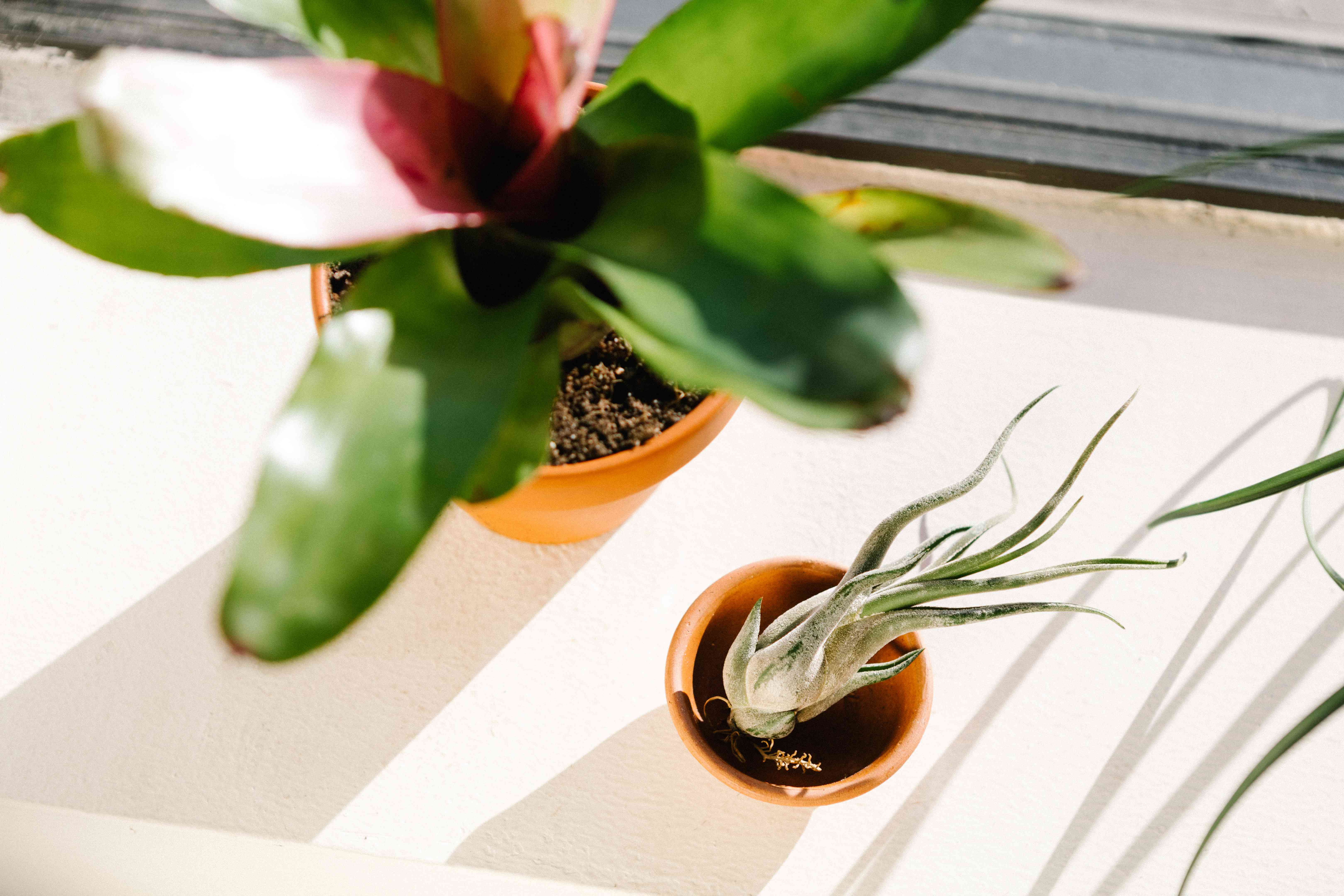 冬天，凤梨和空气植物生长在阳光明媚的窗台上