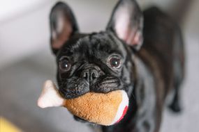 Black French Bulldog with Chew Toy
