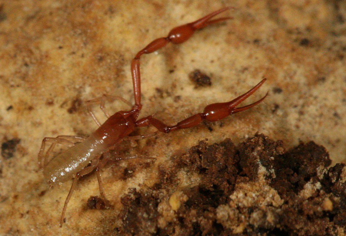 德克萨斯州特拉维斯县科特泰尔洞穴的齿洞假蝎，Tartarocreagris infernalis，没有眼睛也没有尾巴，长得像蝎子的手臂和钳子，前面是红褐色，后面是棕白色，长在岩石上＂width=