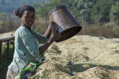 埃塞俄比亚农民种白咖啡豆