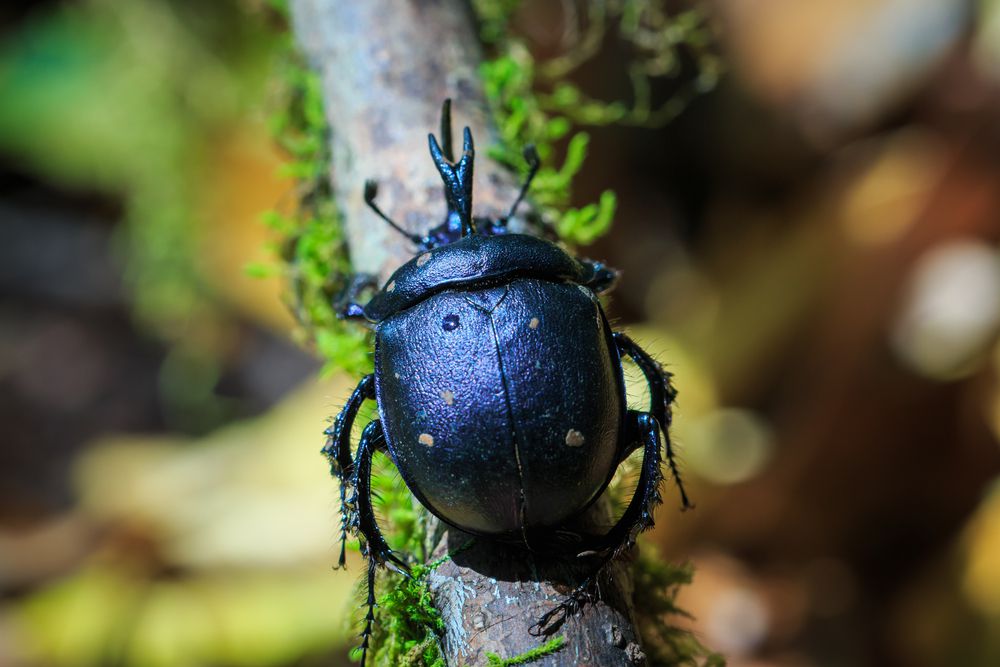 一个黑色的甲虫走在一个分支