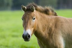 przewalski的马匹