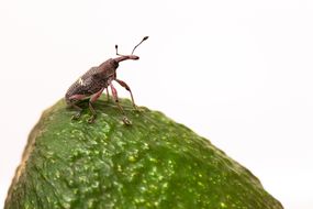 鳄梨上的象鼻虫