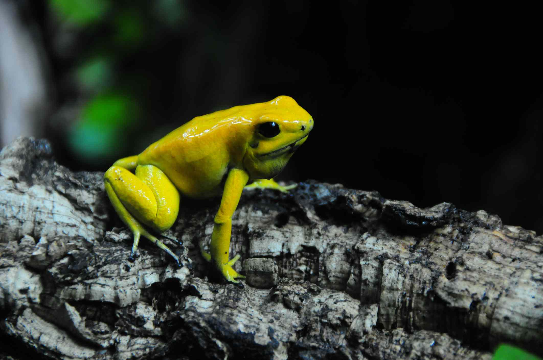 一只金黄色的毒青蛙在树枝上＂width=