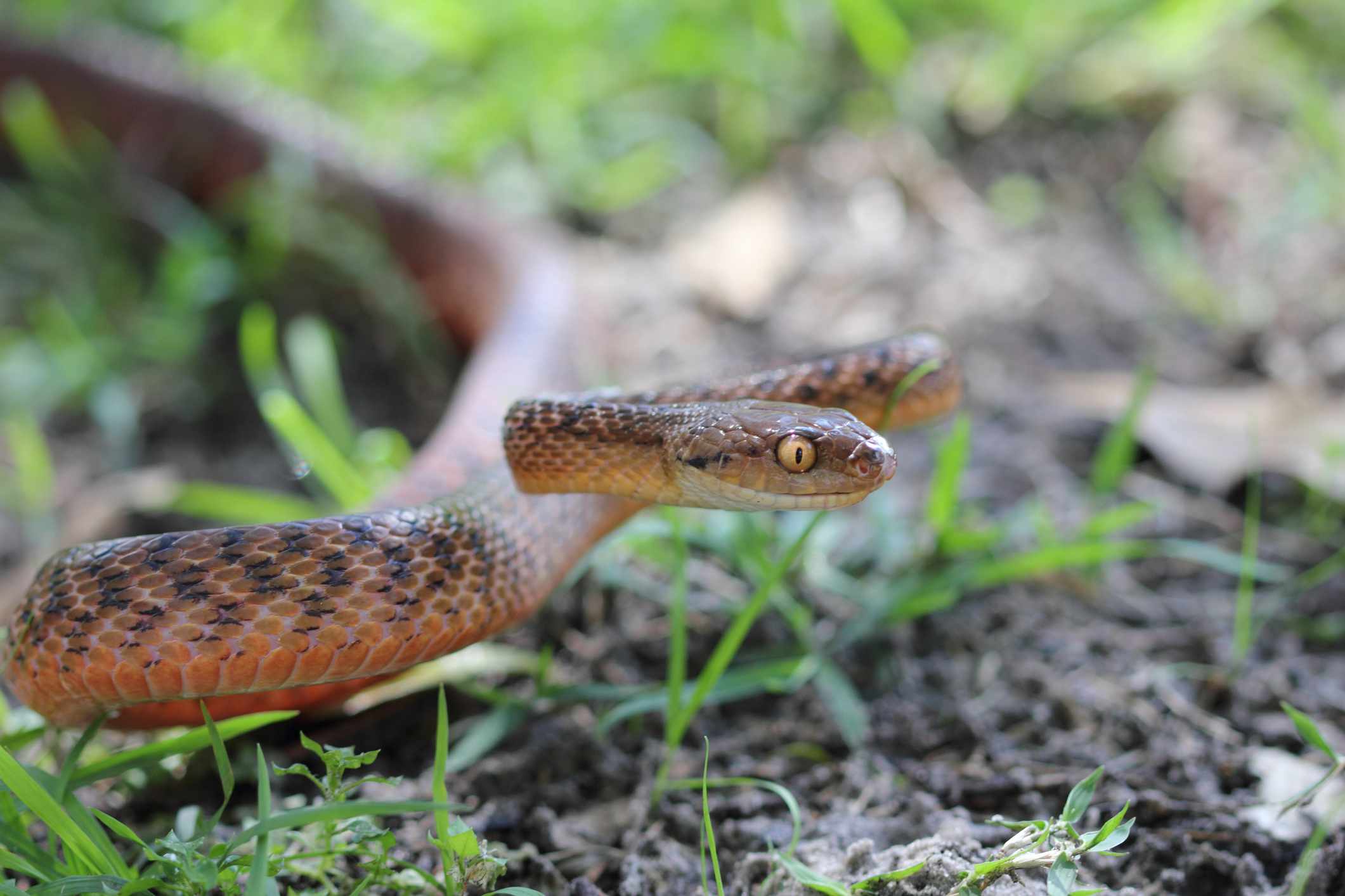 黄眼睛棕色的蛇在草的防御姿态