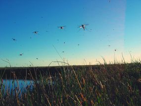 蚊子在晴朗的天空中飞过田野