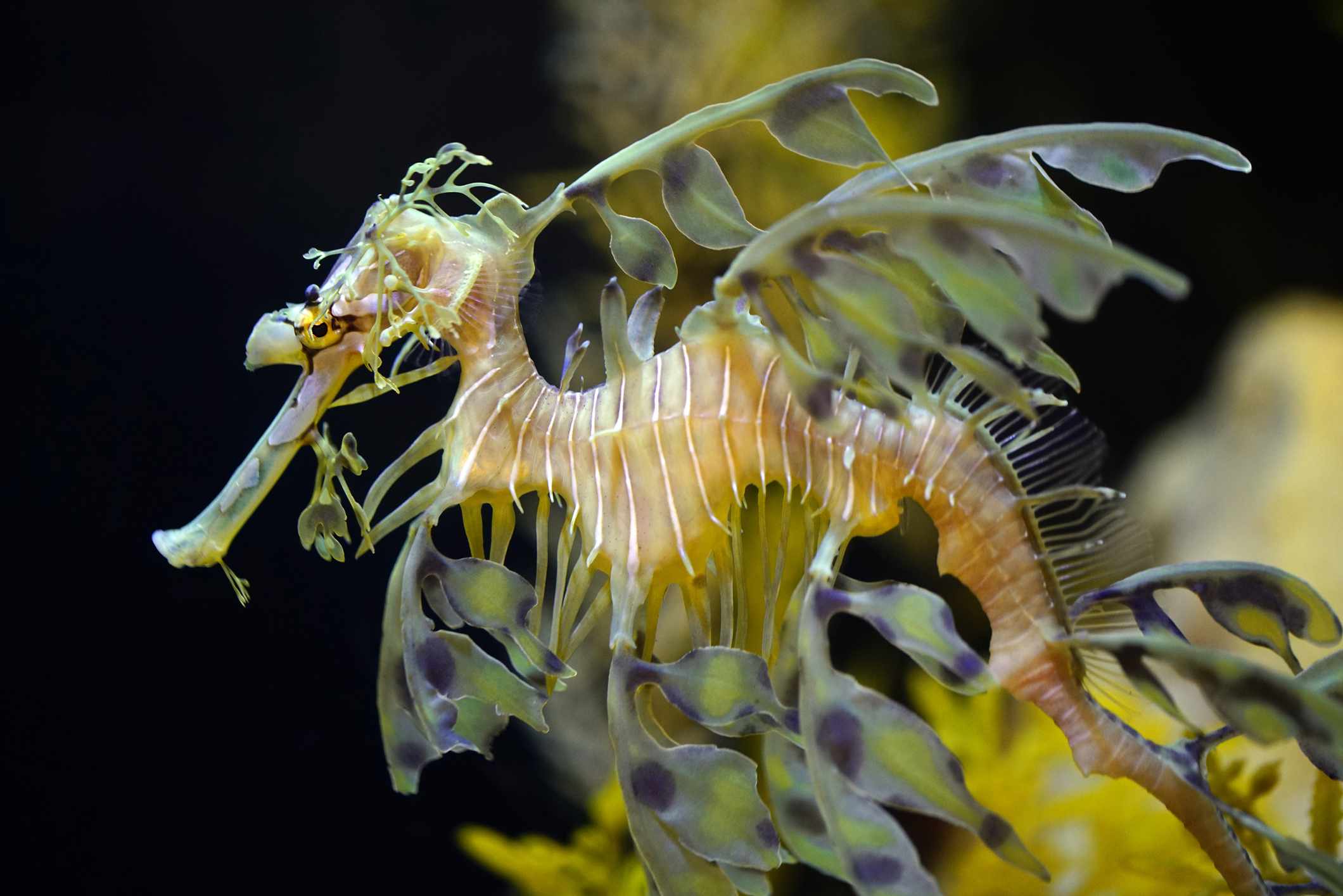 一种具有类似海植物的复杂鳍的海洋生物