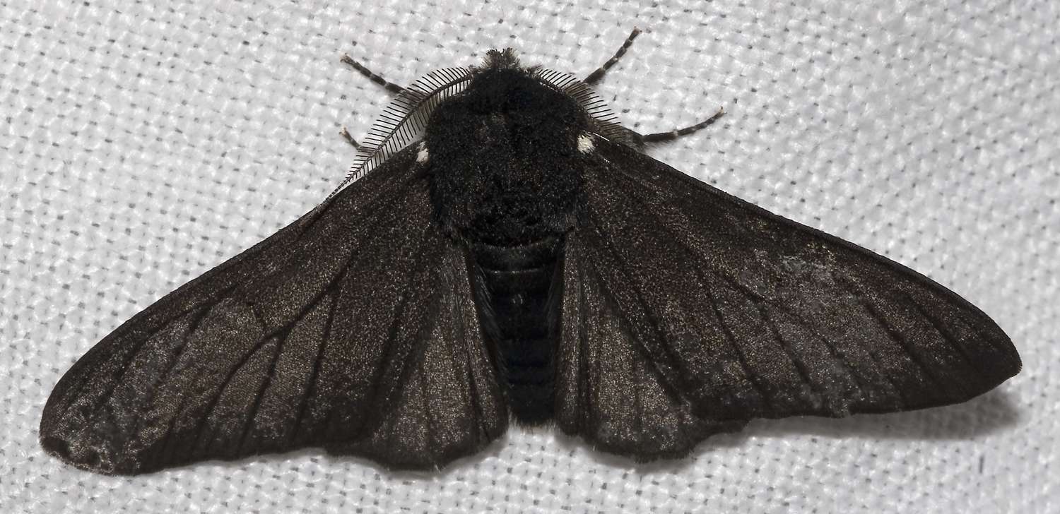 标本的固体黑色的斑点蛾