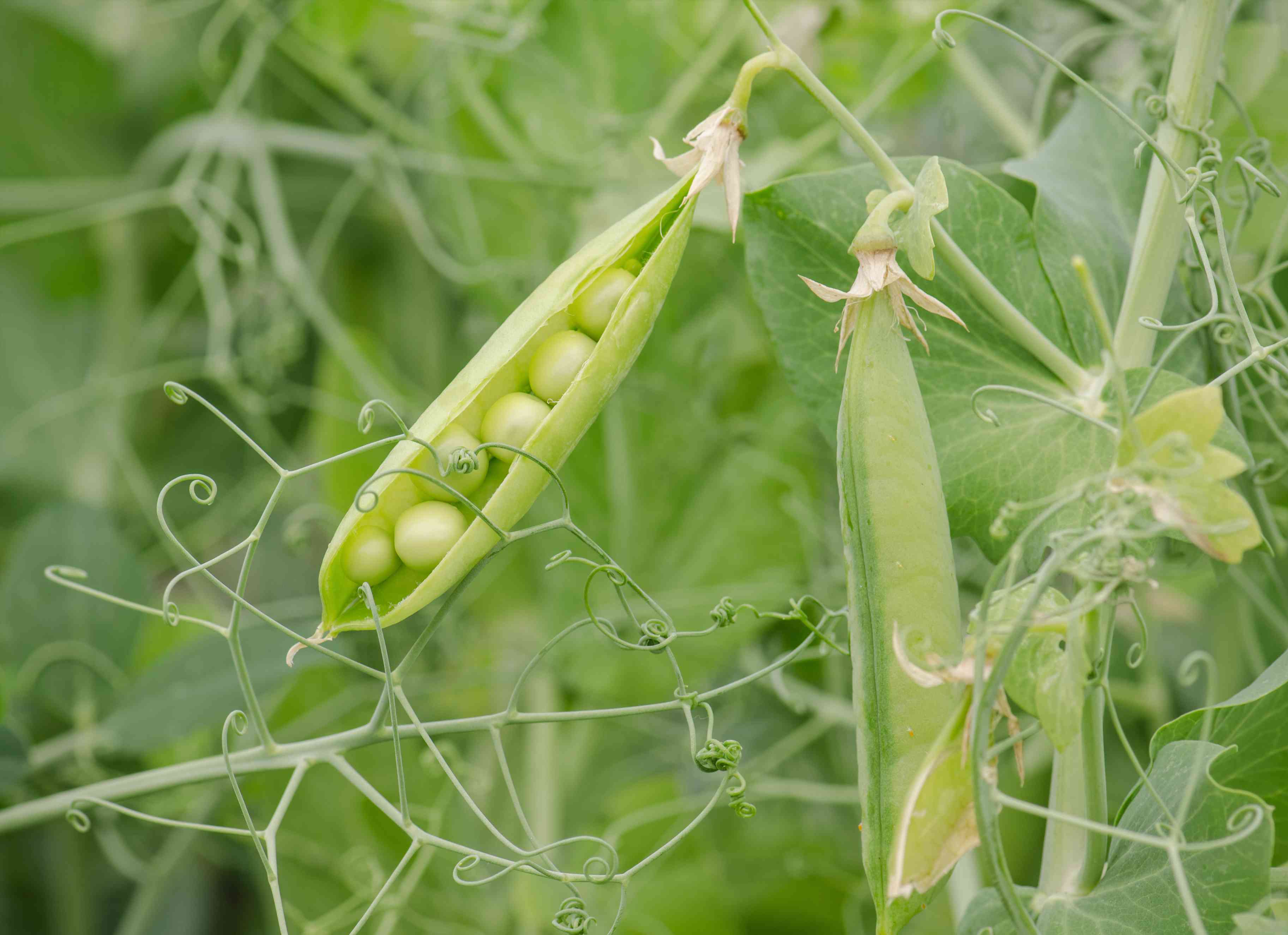 豌豆植物