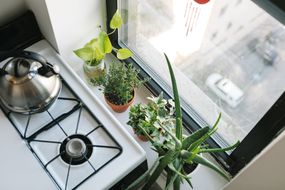 靠近城市窗户的厨房里有迷迭香、芦荟、英国常春藤和盆栽植物＂width=