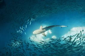 鲨鱼从下面的鲨鱼景观被诱饵鱼所包围“width=