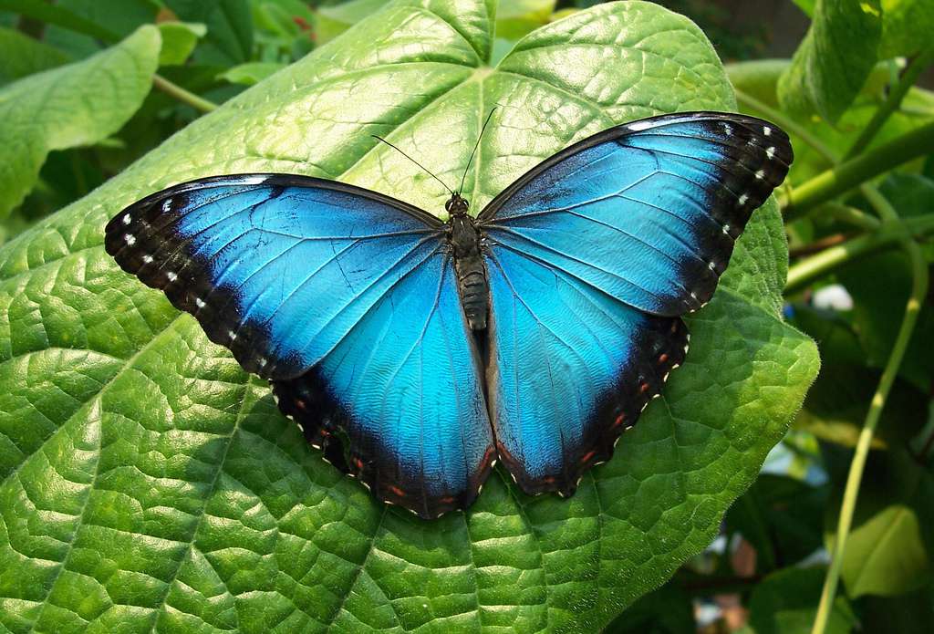 亮蓝色大闪蝶在树叶上休息