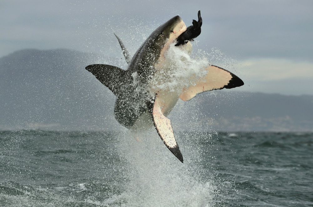 大白鲨以在捕捉海豹时突破而闻名。