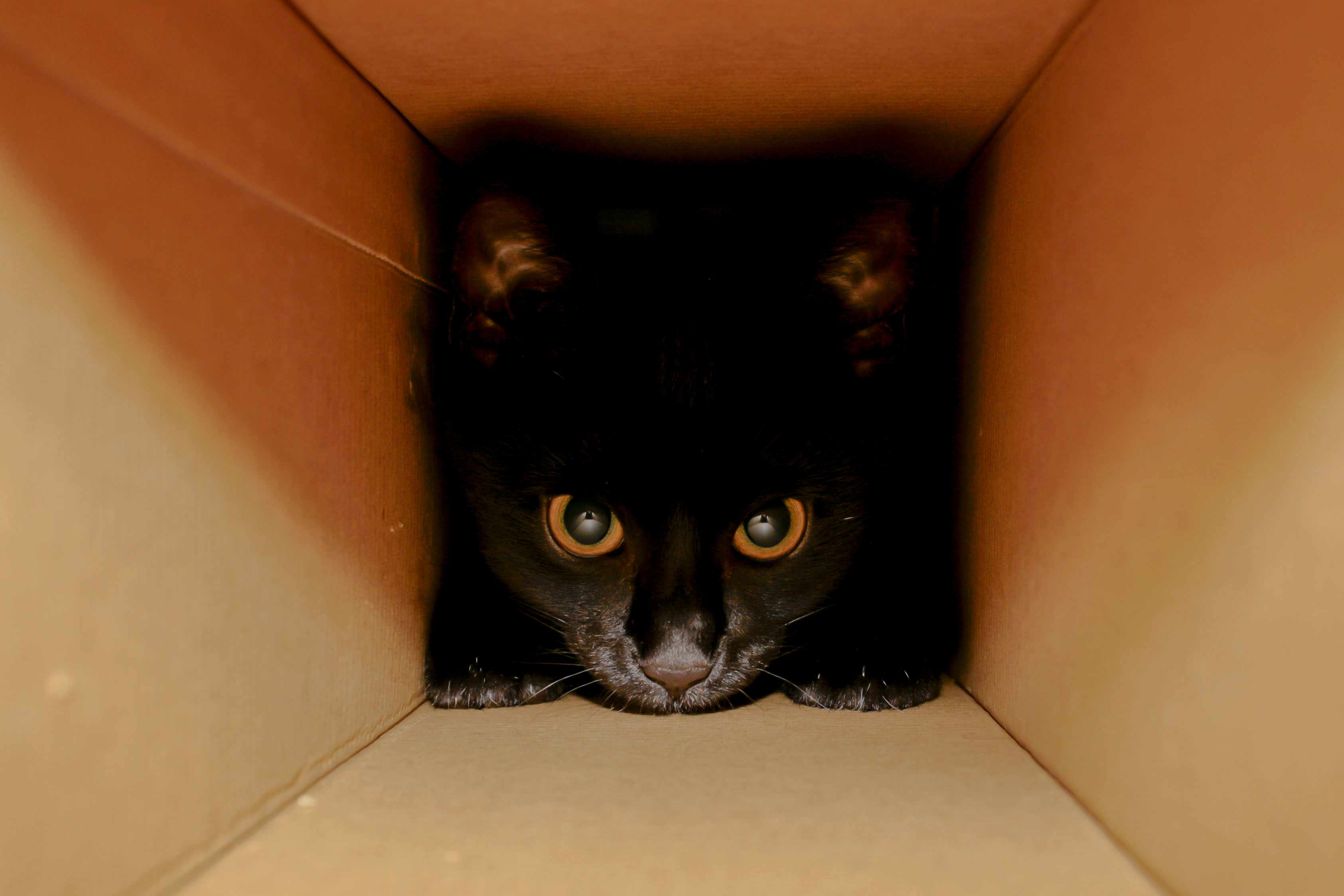 盒子里的猫的肖像