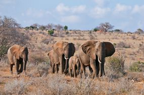 肯尼亚干旱的察沃东部国家公园，一群正在移动的大象