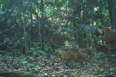 老虎和四只幼崽在马来西亚