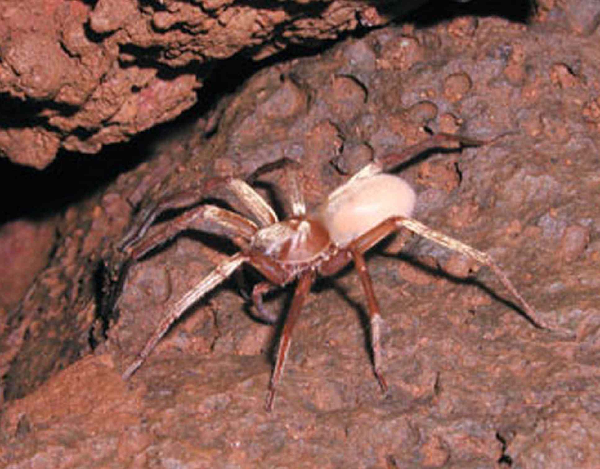 考艾岛洞穴狼蜘蛛在一块红色岩石的表面