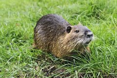 Nutria myocastor coypus