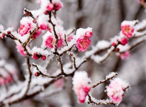 一棵日本杏树的亮粉色花朵被冰雪覆盖