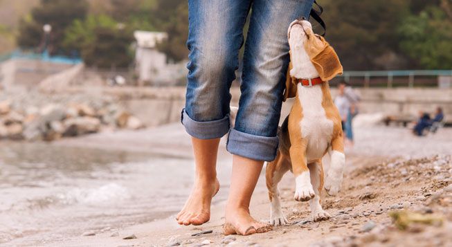 狗和主人在海滩上散步